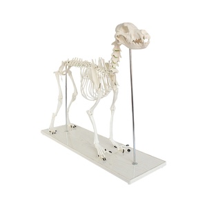 Modelo de <span class=keywords><strong>Esqueleto</strong></span> de Lobo, Modelo Anatómico Canino, para Estudio Veterinario y Anatomía <span class=keywords><strong>Animal</strong></span> - Product Image 1