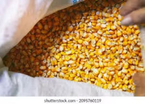 Nourriture pour oiseaux de compagnie, maïs jaune séché FD lyophilisé, sans additifs naturels, haute valeur nutritive, approvisionnement annuel - Product Image 5