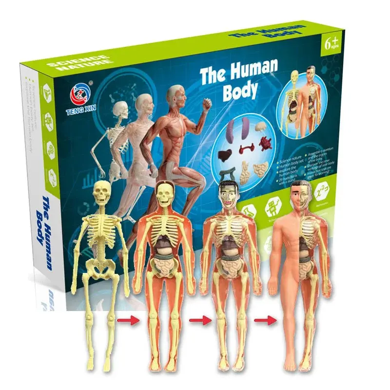 재고 장기 및 골격 해부학 모델 인체 아이 과학 키트 반투명 완전 투명 DIY 마네킹 장난감 세트