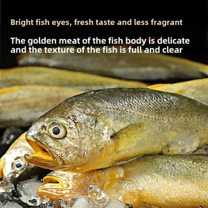 Taze canlı büyük sarı Croaker deniz balığı 2.5kg barbekü taze dondurulmuş ticari kullanım küçük sarı Croaker deniz ürünleri toptan - Product Image 4