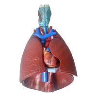 Démonstration de la pratique de la science médicale Taille naturelle Anatomie humaine Système respiratoire viscéral Larynx Larynx Coeur Poumon Modèle