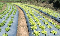 Film de paillage noir argenté avec trous, origine Vietnam, film de paillage agricole imperméable à l'humidité, rouleaux pour légumes, MOQ 5000 pièces