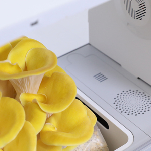 Boîte de culture de champignons en kit biologique en gros-Idéal pour les détaillants, à croissance rapide et à haut rendement, <span class=keywords><strong>guide</strong></span> d'instructions complet - Product Image 4