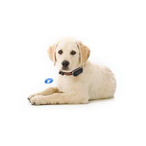 <span class=keywords><strong>Meilleur</strong></span> vendeur <span class=keywords><strong>de</strong></span> suivi <span class=keywords><strong>GPS</strong></span> pour animaux <span class=keywords><strong>de</strong></span> compagnie, <span class=keywords><strong>chien</strong></span> <span class=keywords><strong>de</strong></span> <span class=keywords><strong>chasse</strong></span> en plein air, traceur <span class=keywords><strong>GPS</strong></span> Tractive, dispositif <span class=keywords><strong>de</strong></span> suivi <span class=keywords><strong>GPS</strong></span> pour <span class=keywords><strong>chien</strong></span> 4G - Product Image 1