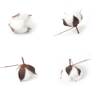 Hot Sale Natural <strong>Cotton</strong> Boll Stalk Single <strong>Stem</strong> Bulk Natural <strong>Cotton</strong> Branch Natural Dried Flowers for Home Decor - Product Image 4