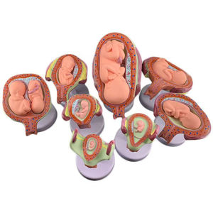 Modelo anatómico <span class=keywords><strong>del</strong></span> proceso de <span class=keywords><strong>desarrollo</strong></span> embrionario humano de 8 piezas - Product Image 2