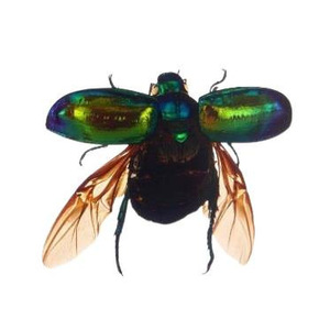 Scorpion, Cigale, Scarabée, Petit <span class=keywords><strong>insecte</strong></span> réel en résine, Boîte cadeau, Spécimen, Jouet éducatif, Motif toile d'araignée, <span class=keywords><strong>Insecte</strong></span> marin - Product Image 5