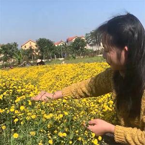 น้ำมันหอมระเหยดอกเบญจมาศบริสุทธิ์สำหรับเครื่องกระจายกลิ่น - น้ำมันอโรมาเธอราพีสกัดจากพืชธรรมชาติบริสุทธิ์ 100% |   ขายส่ง 10 มล. - Product Image 4