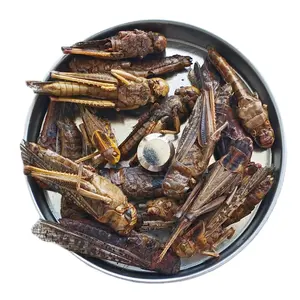 High Quality Dried Grasshopper, Dry Food Dried Locusts