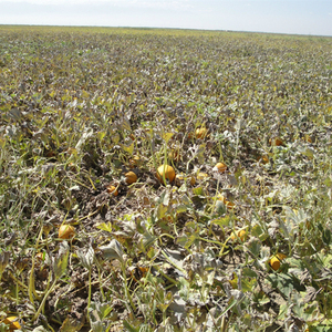 <span class=keywords><strong>Precio</strong></span> al por mayor planta natural extraída 100% aceite <span class=keywords><strong>de</strong></span> <span class=keywords><strong>semilla</strong></span> <span class=keywords><strong>de</strong></span> <span class=keywords><strong>calabaza</strong></span> puro <span class=keywords><strong>para</strong></span> cocinar y agregar sabor y aditivos alimentarios - Product Image 2