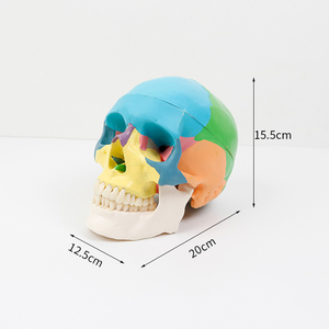 Modelo anatómico <span class=keywords><strong>de</strong></span> 3 partes <span class=keywords><strong>de</strong></span> tamaño real con tabla <span class=keywords><strong>de</strong></span> calavera humana colorida para estudiantes <span class=keywords><strong>de</strong></span> medicina Curso <span class=keywords><strong>de</strong></span> estudio <span class=keywords><strong>de</strong></span> Anatomía Humana - Product Image 2