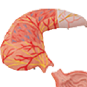 Modèle d'estomac humain grandeur nature en PVC ADA-A465 de haute qualité avec vaisseaux de l'oesophage inférieur Duodénum nerfs du pancréas 3 parties sur support - Product Image 3