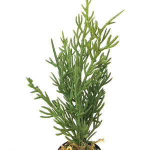 <span class=keywords><strong>Pot</strong></span> <span class=keywords><strong>de</strong></span> plante décoratif en PU imprimé en 3D, feuille artificielle Codiaeum Variegatum, décoration <span class=keywords><strong>de</strong></span> la maison - Product Image 3