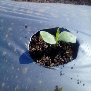 <span class=keywords><strong>Film</strong></span> plastique agricole perforé pour paillis de plantation - Product Image 4