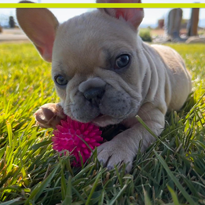 Dog Tooth Cleaning Toy <b>Bite</b>-Resistant Pet Chew Toys Gravity Interactive Training Teeth Clean Ball Indestructable Dog Toys - Product Image 4