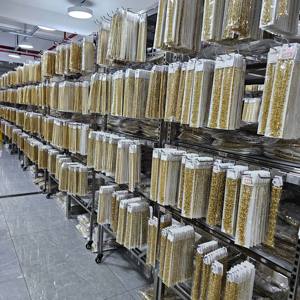 Collar de Cadena de Cuerda Trenzada 5N de Alta Calidad, Chapado en Oro de 14K, Collar de Acero Inoxidable que No se Desvanece, para Hombres y Mujeres, Joyería de Moda - Product Image 6