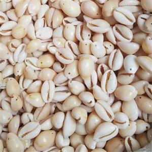 Großhandel Kauri Muschel Muscheln Eins Zwei Löcher Strand Natur schalen Handwerk Schmuck Herstellung Polierte DIY Zubehör Dekoration - Product Image 3