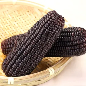 Popular healthy vegetable purple waxy corn double cob with long storage