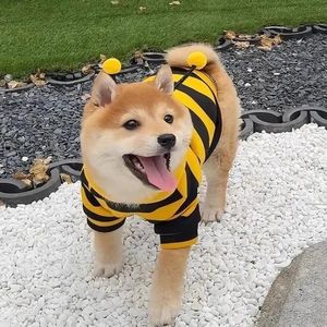 Nouveau sweat-shirt amusant pour animaux de compagnie, anti-chute, motif petite abeille, pour chiens <span class=keywords><strong>Beagle</strong></span> et petits chats bleus adorables, collection printemps-automne - Product Image 3