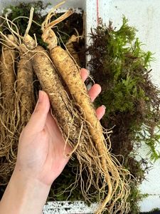 Органический натуральный женьшень для здоровья Homme Ginkgo Biloba женьшень устричный Пептид Таблетки дикий женьшень таблетки - Product Image 4