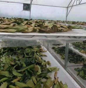 Nueva Colección de Hojas de Guanábana Secas Naturales Deshidratadas, Beneficios para la Salud, Té - Product Image 4