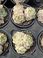 Succulentes Crassulaceae, design écologique pour la décoration de table intérieure, succulentes en forme de cœur