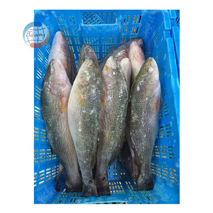 <span class=keywords><strong>Poisson</strong></span> congelé IQF IWP à <span class=keywords><strong>prix</strong></span> avantageux, <span class=keywords><strong>poisson</strong></span> rouge tambour, vente en gros, Taiseng Seafood - Product Image 3