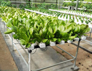 हाइड्रोपोनिक 6 इंच व्यास पीवीसी पाइप स्ट्रॉबेरी रोपण gutters NFT हाइड्रोपोनिक पाइप - Product Image 5