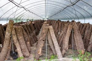 Usa Champignonkas Commerciële Champignonkweekkas 10X30M | Vochtigheidscontrole + Ventilatiesysteem - Product Image 3