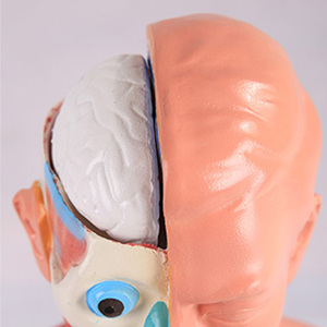 ADA-A1047 42cm modèle de torse anatomique 18 parties <span class=keywords><strong>asexué</strong></span> PVC plastique Silicone modèle de formation en sciences médicales pour l'école de médecine - Product Image 3