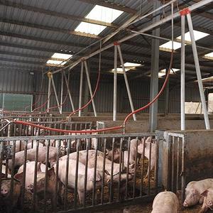 तेजी से स्थापना सुअर घर आधुनिक डिजाइन स्टील संरचना पूर्वनिर्मित फार्म इमारतों के लिए कम कीमत सुअर शेड - Product Image 3