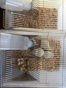 <span class=keywords><strong>Cage</strong></span> de métabolisme de souris de type JM1 pour l'élevage de souris - Product Image 5