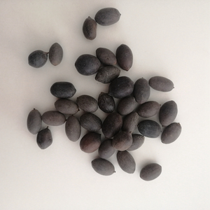 Lianzi Trung Quốc truyền thống thảo mộc khô toàn bộ màu đen Nelumbo Nucifera hạt giống thiêng liêng sen Hạt giống cho bán - Product Image 3