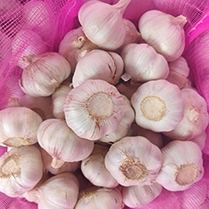 Çin tedarikçiden iyi sağlık için yeni ürün Premium kalite yüksek dereceli saf taze sarımsak - Product Image 5