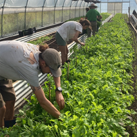 Serre de tunnel à faible coût Cadre en acier galvanisé Serre agricole à film PE à portée unique pour plant de tomate