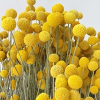 Fleur séchée Craspedia Globosa (Boule dorée) de l'usine du Yunnan pour la décoration de mariage, de la maison, de Noël et du Nouvel An