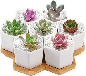 Hot Koop Zeshoekige Keramische Mini Plant Potten Witte Bloem Planter Set Met Drainage Gat Leuke Plant Container Voor Succulent Cactus