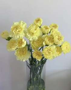 批发热卖康乃馨黄色教师节母亲情节切花办公室花 - Product Image 6