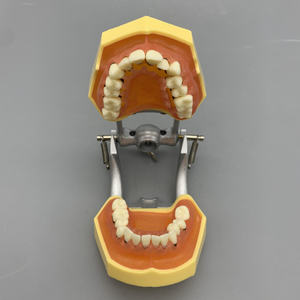 Tandheelkundig Model Voor Tandheelkundige Parodontale Pathologische Modelpraktijk Zachte Gingiva - Product Image 5