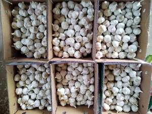 Alho Ail Ajo ajo fresco al por mayor precio de China proveedores verificados - Product Image 5