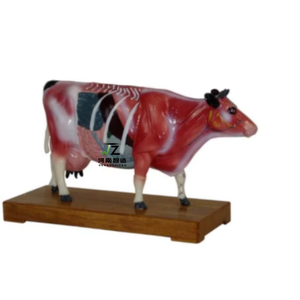 Modelo Anatómico de Bovino de Alta Calidad - Product Image 1