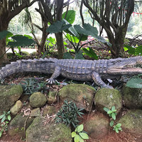 Nouveaux produits 2024, modèle d'animatronique de crocodile de zoo d'amusement, modèle d'animal de la jungle, modèle d'animal crocodile, modèles d'exposition