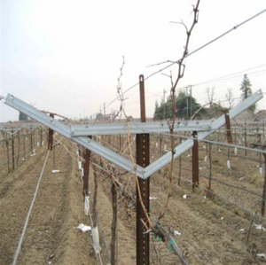 Open Gevel Wijngaard Druivenpaal Metaal Wijngaard Y/T Trellis Post Driehoek Vorm Druivenpost Duurzaam - Product Image 5