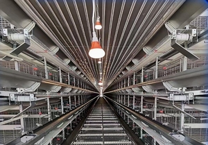 Nouveau système automatisé <span class=keywords><strong>de</strong></span> cages à batterie pour l'élevage avicole, cage à poules pondeuses <span class=keywords><strong>de</strong></span> type A en fil d'acier à faible teneur en carbone - Product Image 3