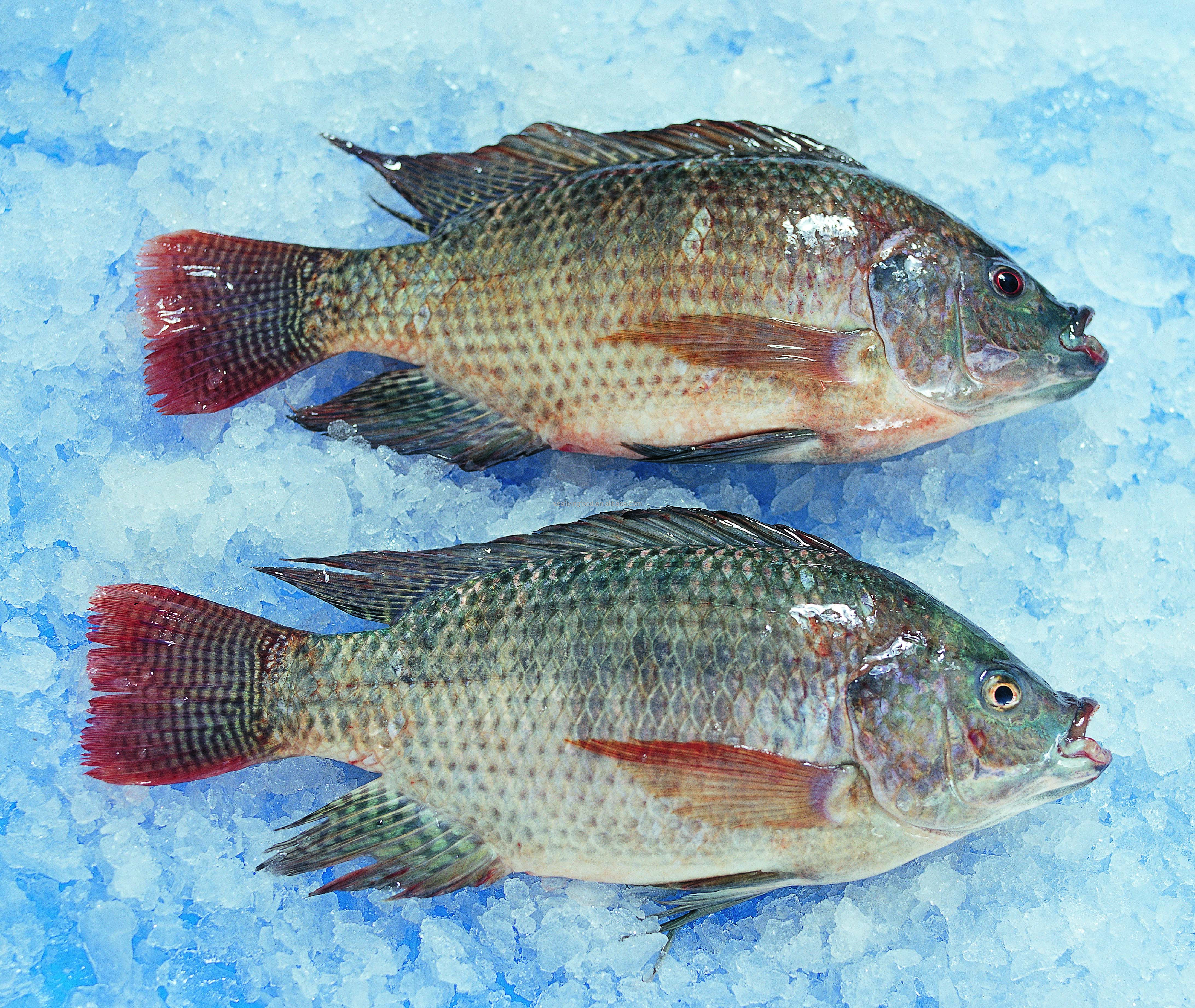 冷冻罗非鱼gs - buy tilapia fish,tilapia,tilapia fish product on
