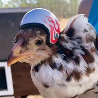 Accesorios ABS, Divertido Casco Protector para Mascotas, Gorra Protectora para Aves, Sombrero de Protección Solar y contra la Lluvia, Casco para Pollos