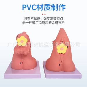 Formation simple au cathétérisme, démonstration et pratique de l'anatomie des organes génitaux internes et externes masculins et féminins ; Enseignement - Product Image 2