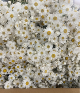 AX-13 2021 producto más vendido rodanthe Margarita flores secas conservadas Margarita conservada para la decoración del hogar - Product Image 6