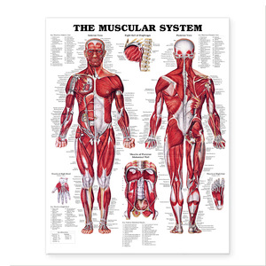 Cung Điện học tập cơ bắp & hệ thống xương giải phẫu Poster thiết lập 24x32inch Bộ xương người & cơ bắp giải phẫu - Product Image 1