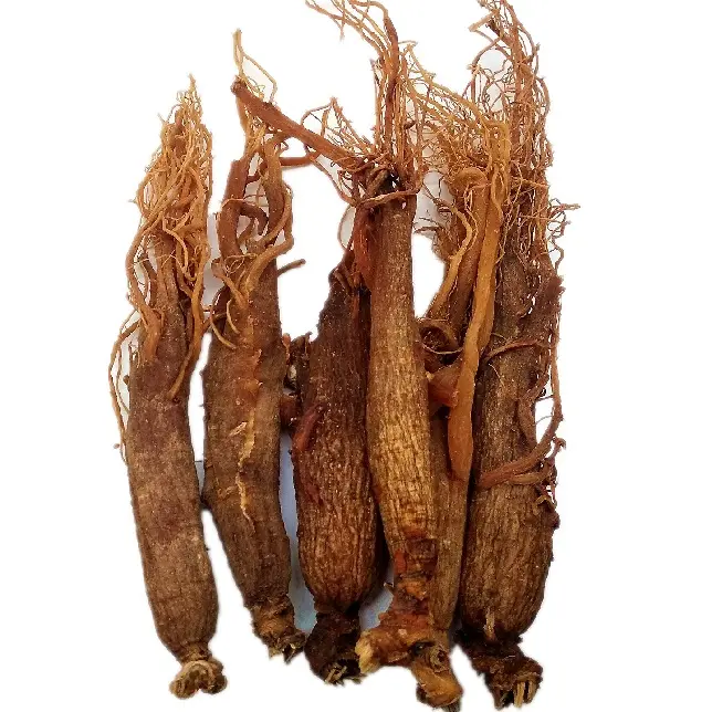 Raíz entera de ginseng rojo seleccionada 6 años Ginseng rojo de alta calidad